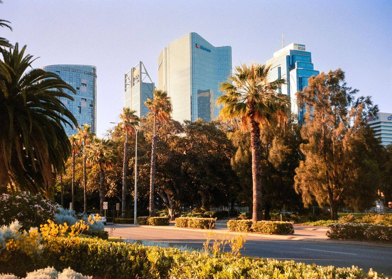 A City Park with Palm Trees and Buildings in the Background